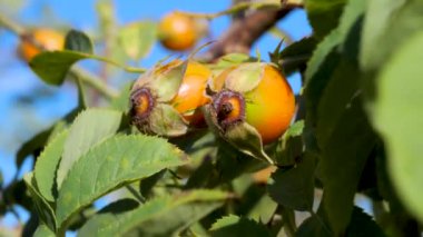 Rosehips sallanıyor Rosa Canina çalılarının dalında, mavi bir gökyüzü arka planında.