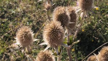 Gün boyunca çayırlarda çivili kır çiçekleri..