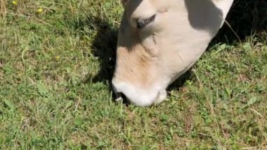 Gündüz vakti güneşli bir çayırda yemyeşil çimlerde inek otluyor. Bir inek, parlak güneş ışığı altında, yeşil bir tarlada taze ot yer..