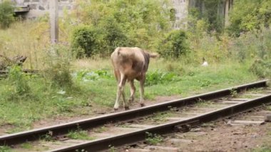 İnek yavrusu sakin bir kırsal alanda terk edilmiş tren rayları boyunca yürüyor. İnekler kırsal alanla çevrili eski demiryolu raylarında rahatça dolaşırlar..