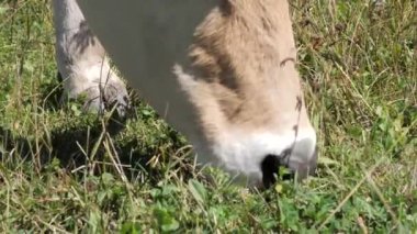 Güneşli bir günde yemyeşil bir tarlada otlayan ineklerin ağız ve burunlarının yakın görüntüsü. Bir inek parlak güneş ışığı altında canlı yeşil otlarla otlar..