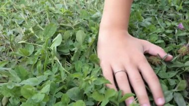 Childs, sakin bir açık havada yemyeşil çimenleri okşuyor. Çocuklar yumuşak yeşil çimenlere dokunur doğal ortamda.