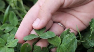 Yumuşak, yemyeşil çimenlere nazikçe dokunan el, sakin, açık havada yapraklar bırakır. Huzurlu bir doğal ortamda taze otlarla etkileşime giren bir insanın eli yakındır..