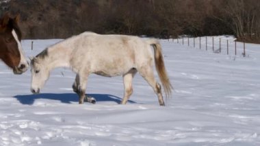 Kahverengi ve beyaz atlar bir kış günü karlı bir tarlada dinleniyorlar. İki vahşi at, sakin bir kış gününde karlı bir araziyi yavaş çekim 4K görüntüsüyle keşfeder..