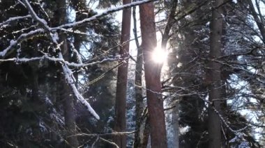 Güneş ışığı, sakin bir ormanda karlı ağaçların arasından süzülür, el kamerasıyla çekilir. Kışın ağaçlardan süzülen güneş ışığıyla karla kaplı bir orman..