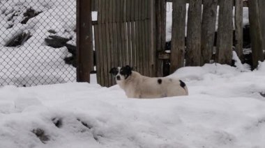 Kış mevsiminde karlı kırsal arazide başıboş köpek gezintisi. Hüzünlü bir sokak köpeği kış boyunca sessiz bir kırsal alanda derin karda yürür..