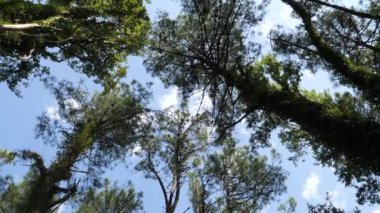 Kamera yavaş yavaş bir grup uzun çam ağaçlarının arasından geçer, görkemli yüksekliklerini yakalar ve gür yeşil yapraklarını kabarık beyaz bulutlu canlı mavi gökyüzüne karşı.