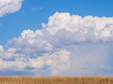 Pofuduk beyaz bulutlar, canlı mavi bir gökyüzünde tarlaların üzerinde sürükleniyor..