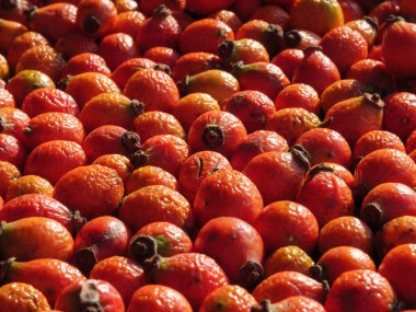 Parlak renkli gül kalçalı, yeri noktalayan, gün ışığında parlayan.