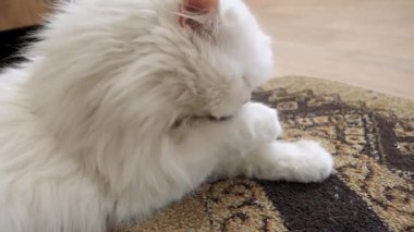 Beyaz İran kedisi titizlikle kendini bir halının üzerinde tımar ediyor. Kalın, lüks kürkünü sergiliyor.