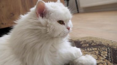 Beyaz İran kedisi, karmaşık desenli halıda dinlenirken el değmemiş kürkü dikkatlice tımar ediyor, titiz kedi hijyeni ve rahatlama sergiliyor.