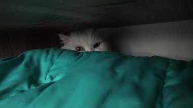 Yumuşak beyaz İran kedisi yeşil battaniyenin altında saklambaç oynuyor. Huzurlu bir uykuya dalıyor. Evde neşeli kedi davranışları sergiliyor.