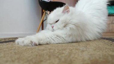 Pers beyaz kedisi pelüş halıda uzanıyor, tembelce ve meraklı bir şekilde çevreyi araştırıyor parlak gözlerle.