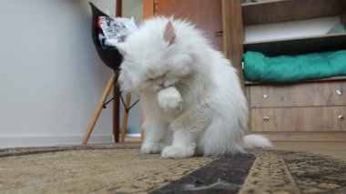 El değmemiş beyaz İran kedisi, uzun tüylü tüyleri dikkatlice tımar ederken karmaşık desenli halıda rahatça oturuyor, titiz kedi bakımı rutinini sergiliyor.