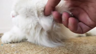 Oyuncu İran kedisi sahibi ile etkileşimden zevk alıyor tüylü kürk ve sevecen davranışlar sergiliyor.