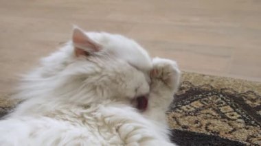Pers beyaz kedisi tımar ediyor, pençelerini yıkıyor ve yumuşak küçük bir halının üzerinde dinlenirken yüzünü ovuyor, rahat kedi davranışları sergiliyor.