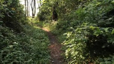 Yumuşak güneş ışığı yemyeşil orman ağaçlarının arasından süzülüyor, dolambaçlı orman yolu boyunca yumuşak gölgeler bırakıyor, dingin doğal manzarayı ortaya çıkarıyor.