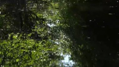 Yeşil yapraklar yavaşça dökülüyor, gölgeli su yüzeyinde sürükleniyor. Etrafındaki orman manzarasını yansıtıyor. Dalgalanan huzur yansıması.