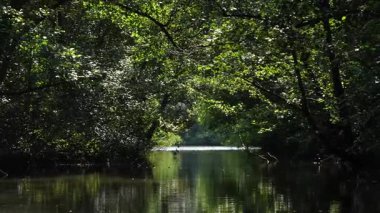 Bereketli ormanda kıvrılan huzurlu nehir yoğun yeşil gölgeliklerde süzülen benekli güneş ışığıyla yeşil ağaçlı tünel oluşturuyor.