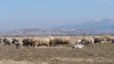 Koyunların otladığı dağ otlakları kışın verimsiz otlaklarda karlı tepeler ardında