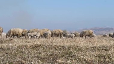 Susamış çayırlarda otlayan koyunlar, huzurlu kırsal bölgeleri betimliyor.