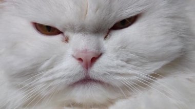 Beyaz İran kedisi hassas yüz nüansları sergiliyor, kedi ruh hali değişimlerini vurguluyor.
