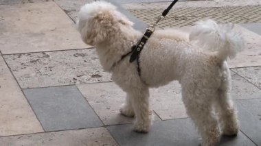 Şirin beyaz köpek tasmalı fayanslı zeminde duruyor, farklı yönlere bakıyor.