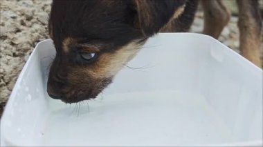 Kahverengi köpek beyaz plastik kaseden su içiyor.