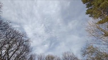 Görüntü bulutu bulutlara karşı siluetli çıplak ağaçları ortaya çıkarıyor.