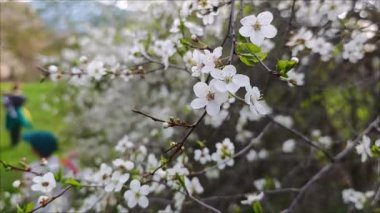 Baharda bir parkta dallarda açan beyaz çiçekler ve arka planda oynayan çocuklar.