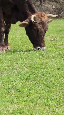 Kahverengi inek güneşli bir tarlada yemyeşil çimlerde huzur içinde otluyor.