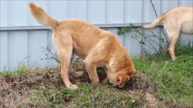 Köpekler çamurlu patileriyle arka bahçe toprağı kazıyor.
