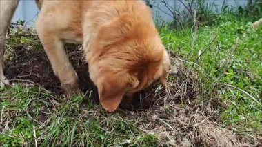 Köpekler toprağı kazar, toprağı kazar.