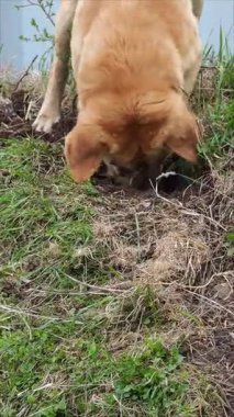 Labrador, kumlu zemini tırmalayarak derin kazılar yapıyor.