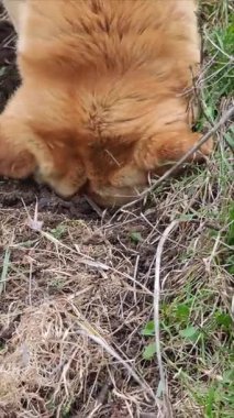 Açık kahverengi labrador köpeği yerde bir çukur kazıyor.
