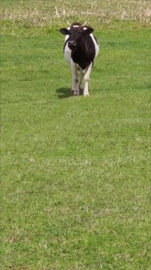 Siyah ve beyaz inek otluyor, yürüyor ve yeşil bir çayırda başını sallıyor.