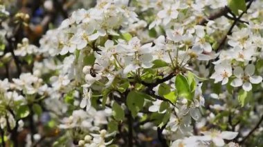 Bal arısı güneşli bir günde beyaz armut çiçeklerini döllüyor.
