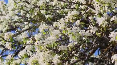 Çiçekli armut dalları, beyaz çiçekler rüzgarda hafifçe sallanıyor.