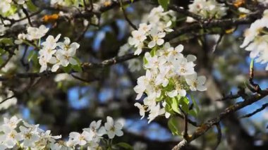 Çiçekli armut dalları bahar melteminde usulca sallanıyor.