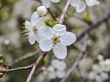 Baharda bir ağaç dalında açan beyaz çiçekler yenilenmeyi, güzelliği ve daha sıcak havanın gelişini temsil ediyor.