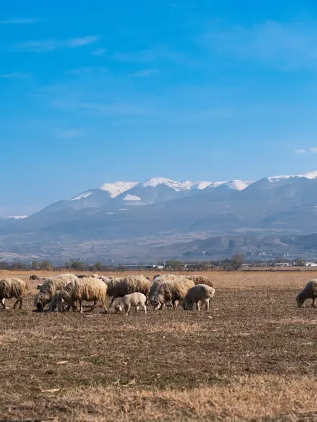 Kuru bir tarlada huzur içinde otlayan koyunlar, görkemli kar örtülü dağlar ve berrak mavi bir gökyüzü huzurlu bir pastoral manzara yaratır.