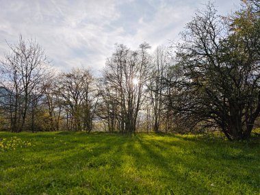 Parlak güneş ışınları canlı yeşil bir çayırı aydınlatır, pitoresk bir bahar sahnesi yaratır.