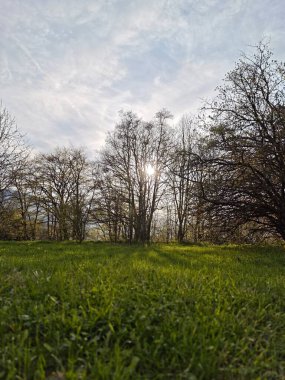 Ağaçların ve dalların arasından parlayan güneşin olduğu yeşil bir çayırın manzarası