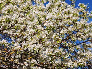 Armut dalında açan beyaz çiçekler berrak mavi gökyüzüne karşı baharın gelişini kutluyorlar.