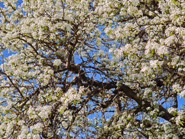 Bradford armut ağacının dallarında açan beyaz çiçekler berrak mavi gökyüzüne karşı.