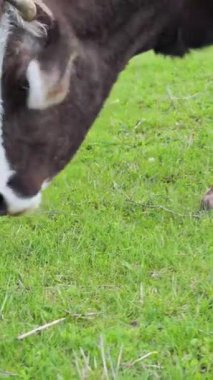 Kahverengi ve beyaz inek güneşli bir tarlada taze yeşil çimlerle huzur içinde otlar.