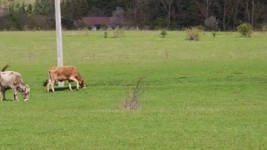 İnekler huzurlu bir çayırda taze otların tadını çıkarırlar.