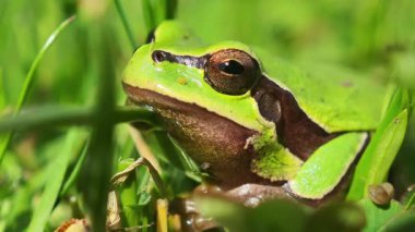 Avrupa ağaç kurbağası sessizce çimenlerde oturur