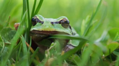 Avrupa ağaç kurbağası yeşil çimlerden dışarı bakıyor