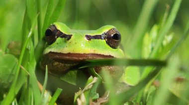 Küçük yeşil kurbağanın çimenlerin arasından dikizlediği, kameraya bakarken.